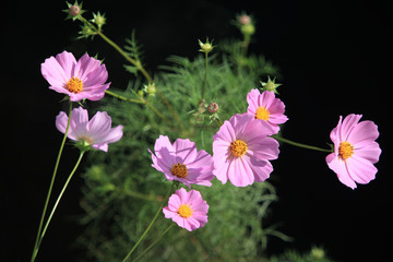 Fototapeta premium コスモス