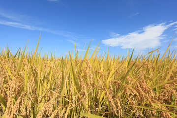 青空と秋の稲穂