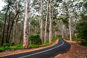 Eucalyptus forest