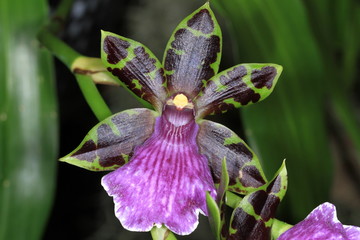 orchids © Patrick