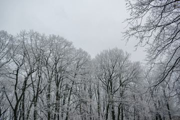 Fototapeta na wymiar Frosty snow winter day in the forest