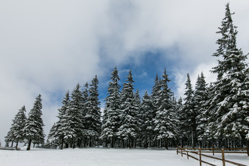 Carpathian forrest in the snowy storm