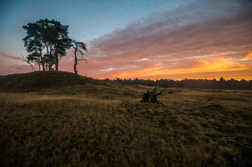Obraz premium Toller Sonnenuntergang in mitten des Nationalparks De Hoge Veluwe
