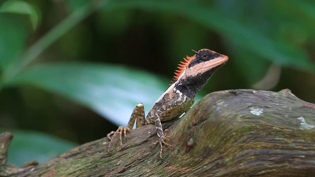 Green crested lizard, black face lizard, tree lizard on tree