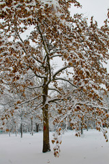 Yellow maple tree covered with snow