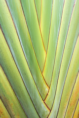 Close up photo of Nature background of The stem of the  Ravenala leaves beautiful arrangement.