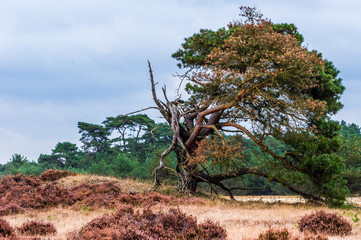 Heidelandschaft des Nationalparks De Hoge Veluwe
