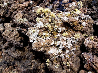 Pioneer species on volcanic rock
