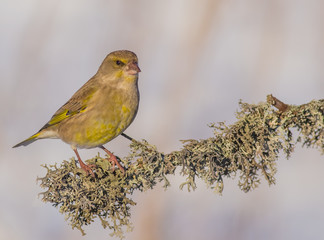 European Greenfinch - Carduelis chloris