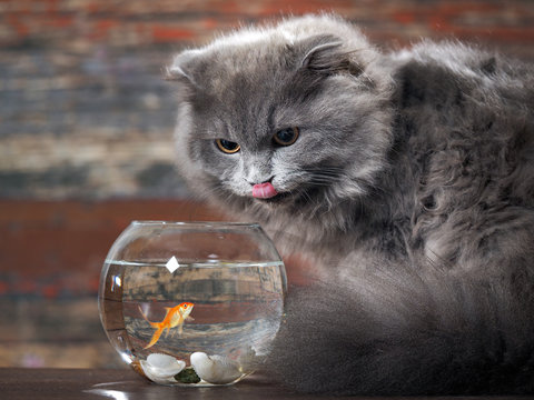 The cat licks lips near round aquarium with gold fish