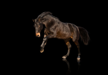 Isolate of bay horse running on black background