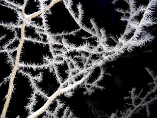 Tree covered with hoar frost close-up, hoar frost covered branches at winter forest