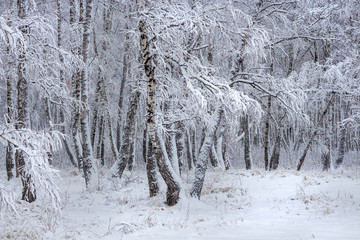Birch forest after a snowfall