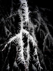 Tree covered with hoar frost close-up, hoar frost covered branches at winter forest