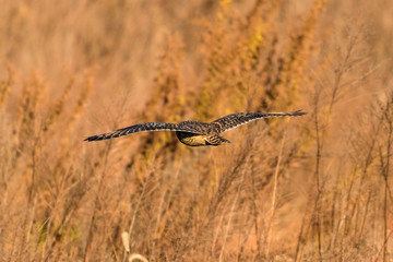 コミミズク　後姿