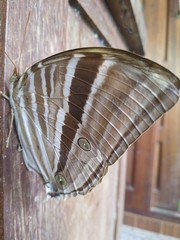 Butterfly and wood
