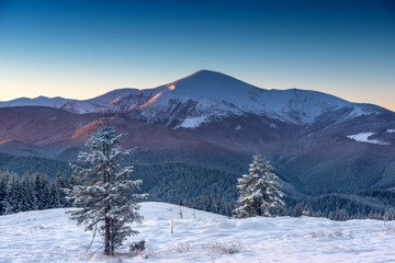 Obraz premium trees covered by snow on mountain hill. natural winter backgroun