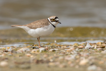 Little Ringed Plover