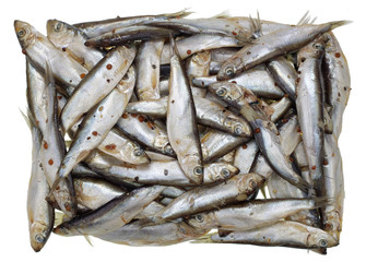 Obraz premium Mass grave of little silvery fishes