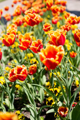 Beautiful orange tulip flower fields