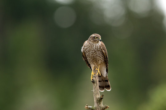 Sparrow hawk sitting on top of dry tree in forest