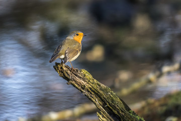 Rotkehlchen (Erithacus rubicula)