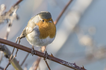 Rotkehlchen (Erithacus rubicula)