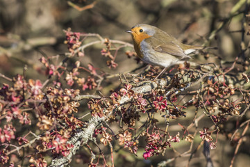 Rotkehlchen (Erithacus rubicula)