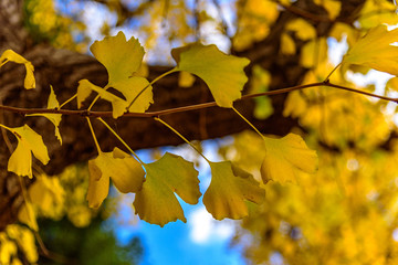 神宮外苑の銀杏