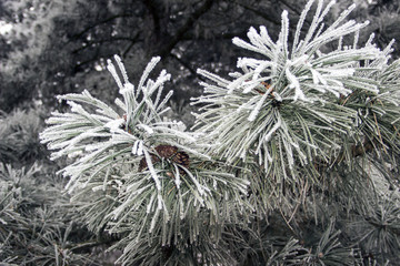 Pine tree branch and cones covered in frost