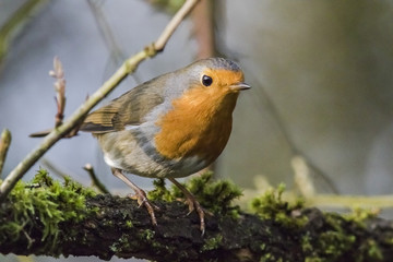 Rotkehlchen (Erithacus rubicula)