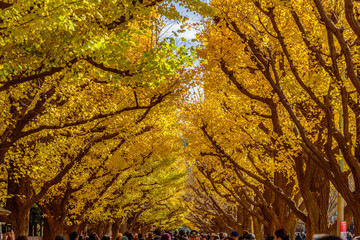 神宮外苑の銀杏