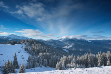 Fototapeta na wymiar Winter forest in mountains. Snow on the trees.