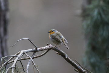 Rotkehlchen (Erithacus rubicula)