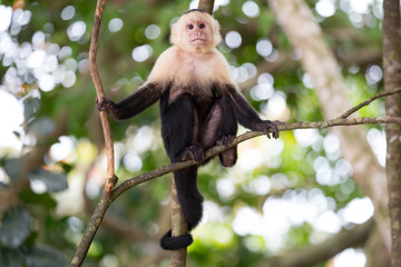 Cappucciona monkey in national park manuel antonio costa rica