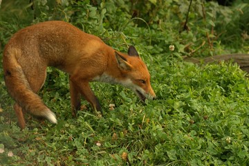 Fototapeta premium red fox prowling