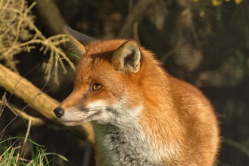 red fox profile, vulpes-vulpes