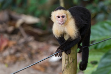 Cappucciona monkey in national park manuel antonio costa rica