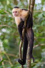 Cappuccino monkey at Manuel Antonio national park in Costa Rica