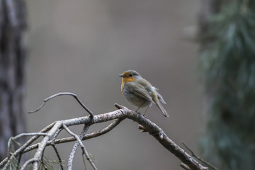 Rotkehlchen (Erithacus rubicula)