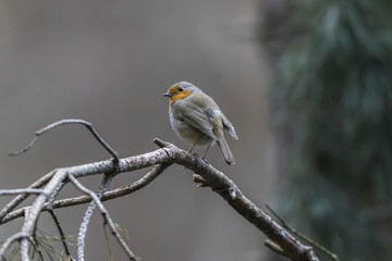 Rotkehlchen (Erithacus rubicula)