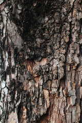 Tree bark texture