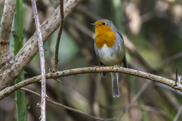 Rotkehlchen (Erithacus rubicula)