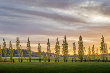 Backlit poplars in a row line a fence in the New South Wales southern highlands