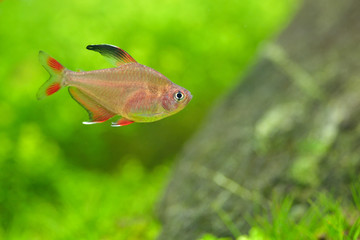 tetra fish