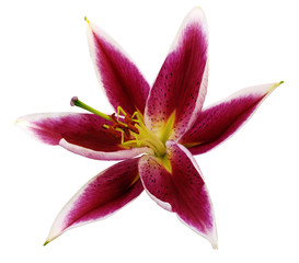 lily violet-vinous flower on a white background isolated  with clipping path. for design.