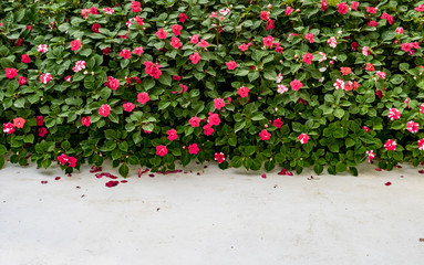 Red flowers on green bush plants