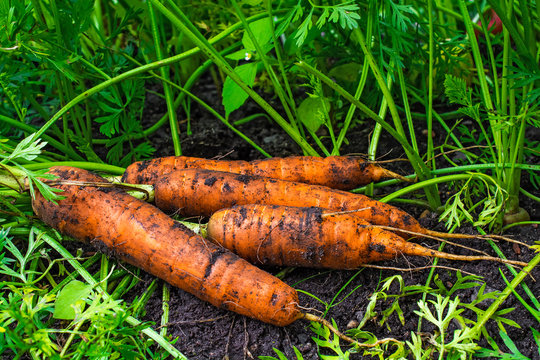 fresh harvested carrots on the ground in the garden