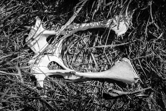 Skeleton Of A Kangaroo Pelvis Amidst Dry Grass In Remote Outback Australia Shot From Above In Monochrome Black And White