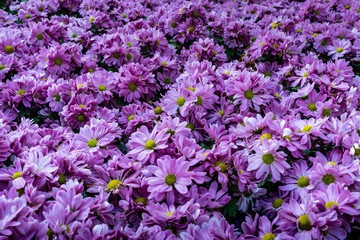 Field of purple Chrysanthemum